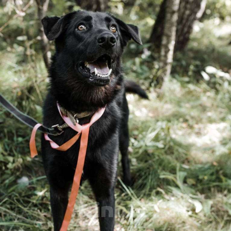 Собаки в Москве: Илона Девочка, Бесплатно - фото 3