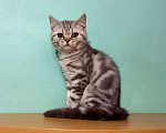 Кошки в Москве: Прямоухий мраморный котик Мальчик, Бесплатно - фото 2