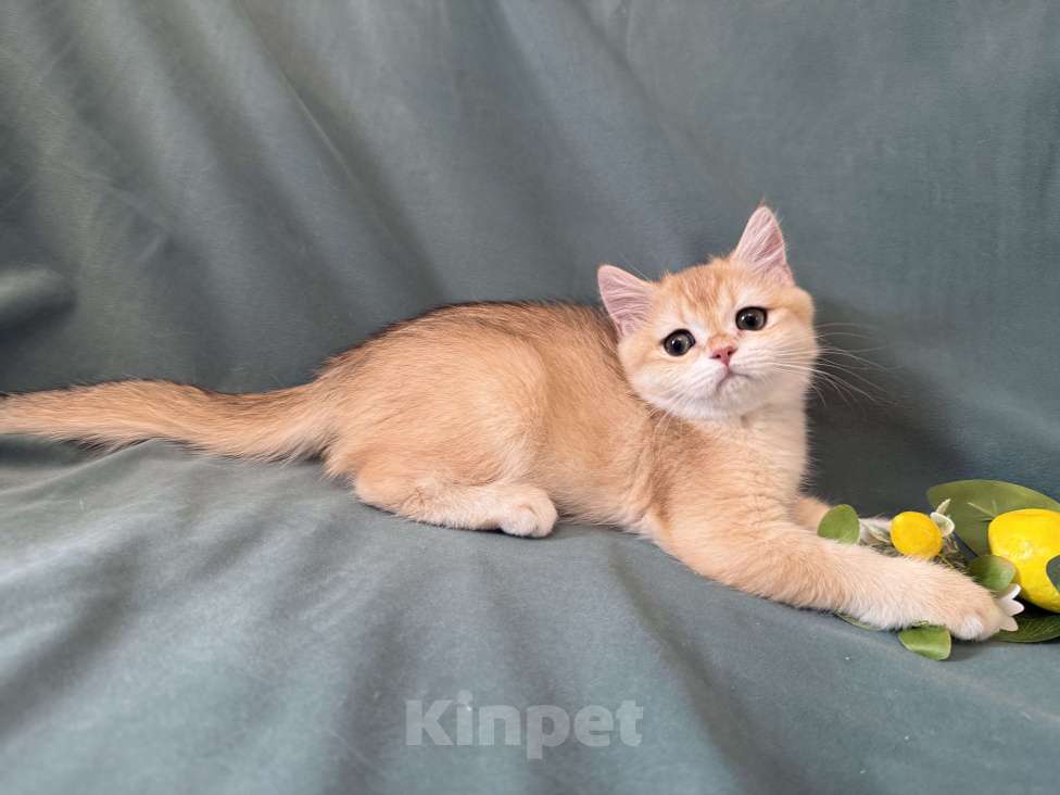 Кошки в Комсомольске-На-Амуре: Золотая шиншилла Юми Девочка, 50 000 руб. - фото 9