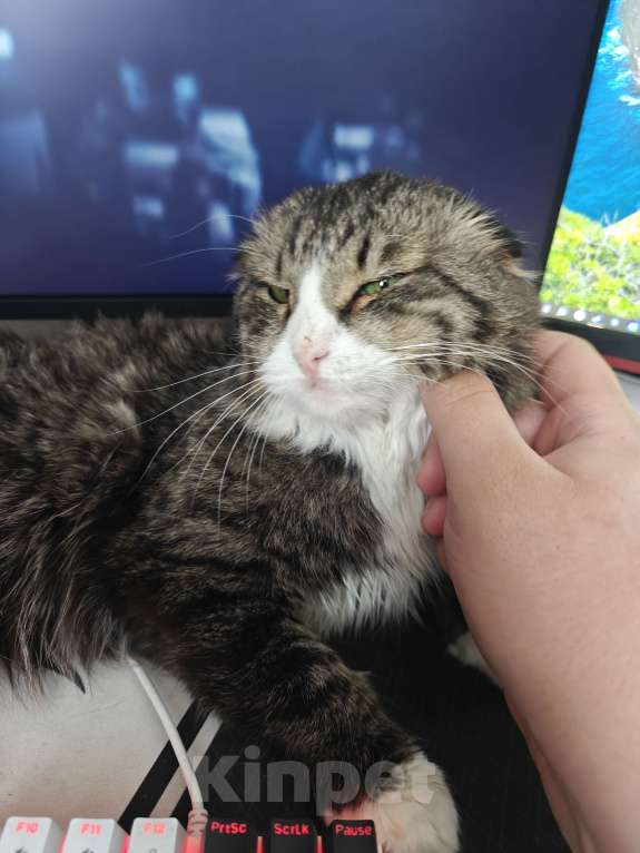 Кошки в Москве: В добрые руки Мальчик, Бесплатно - фото 2