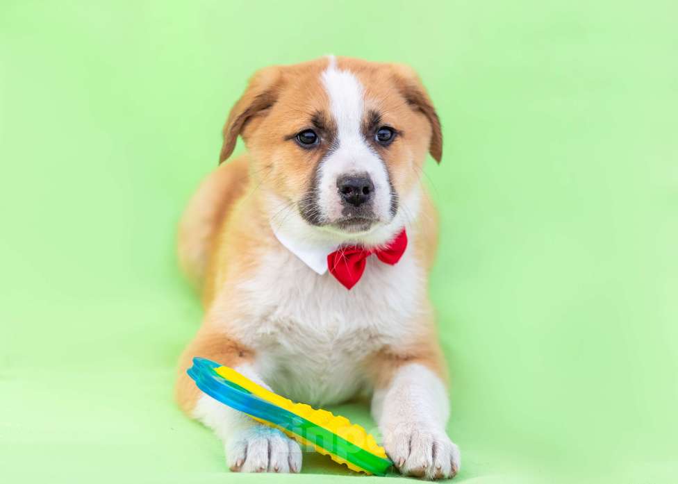 Собаки в других городах Московской области: Щенок Балу в добрые руки Мальчик, Бесплатно - фото 3