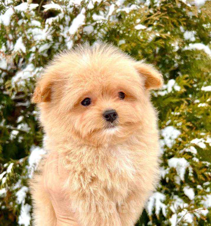 Собаки в Москве: Помапу мальчишка Мальчик, 45 000 руб. - фото 1