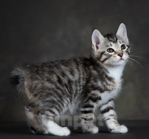 Кошки в других городах Московской области: Котик короткошерстный Мальчик, 50 000 руб. - фото 3