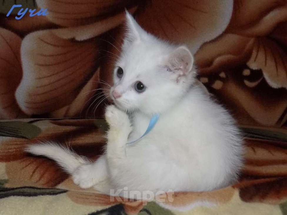 Кошки в Москве: Котята турецкой ангоры Мальчик, 10 000 руб. - фото 5