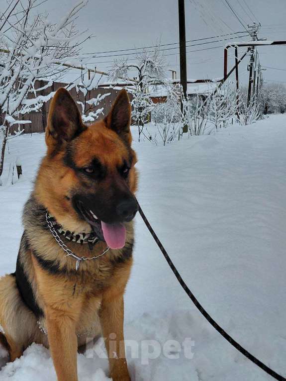 Собаки в Краснодаре: Продаются щенки, папа, немец, мама хаска. Девочка, 3 000 руб. - фото 4