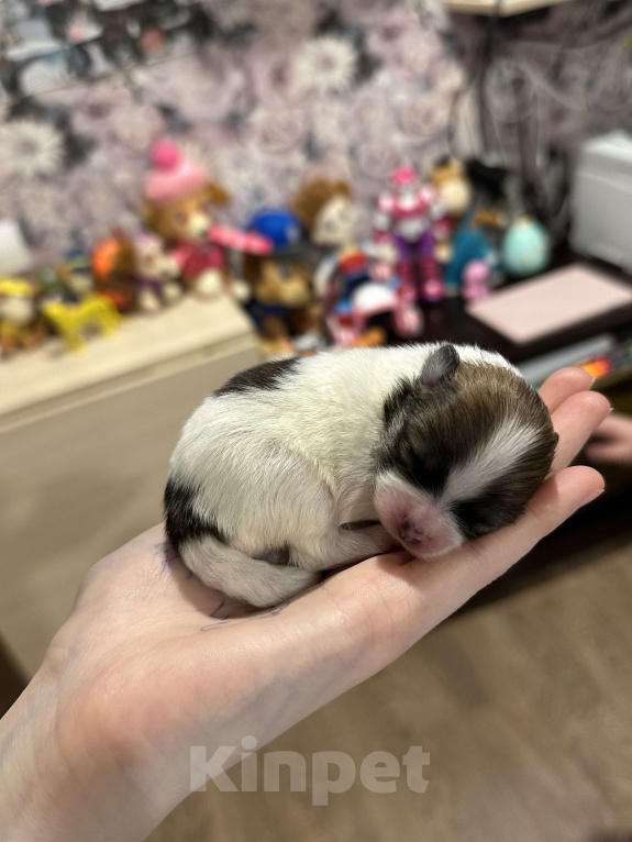 Собаки в Тюмени: Немецкий шпиц щенок девочка Девочка, 40 000 руб. - фото 5