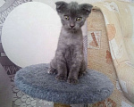Кошки в Ижевске: Котята Мальчик, 500 руб. - фото 2