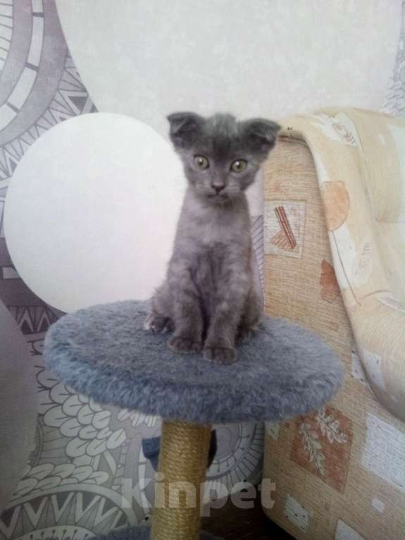 Кошки в Ижевске: Котята Мальчик, 500 руб. - фото 2