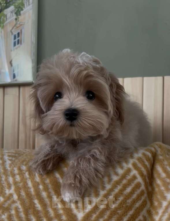 Собаки в Москве: Щенок мальтипу мальчик Мальчик, 110 000 руб. - фото 4