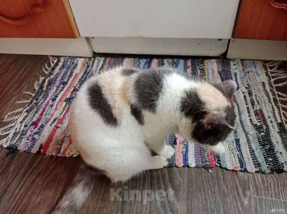 Кошки в Новокузнецке: Лапочка в добрые руки Девочка, Бесплатно - фото 1