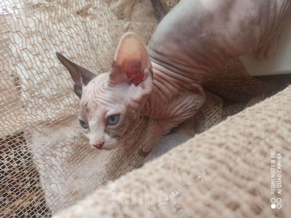 Кошки в Челябинске: Девочка канадский сфинкс Девочка, 40 000 руб. - фото 3