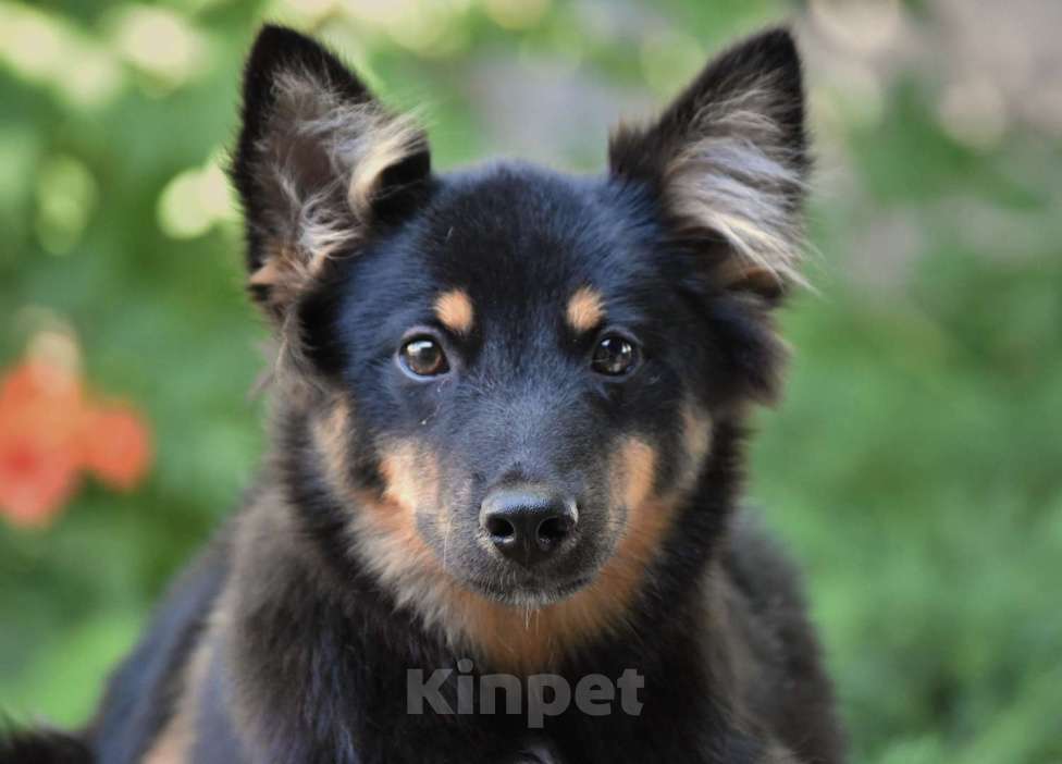 Собаки в Москве: Ненецкая оленегонная лайка, сука Яшма. Девочка, 50 000 руб. - фото 3