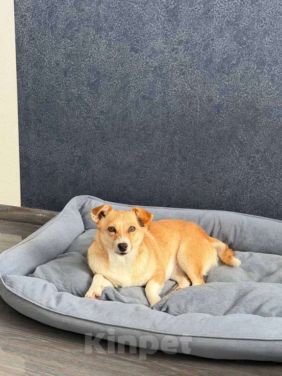 Собаки в Рузе: Бэтти в добрые руки Девочка, Бесплатно - фото 5