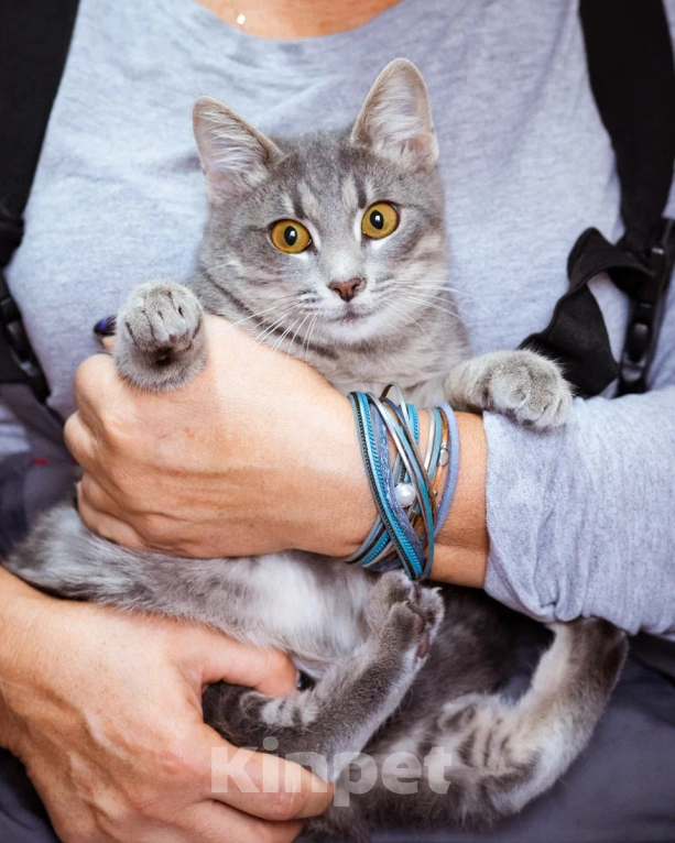 Кошки в Москве: Лапушка ищет дом  Девочка, Бесплатно - фото 3