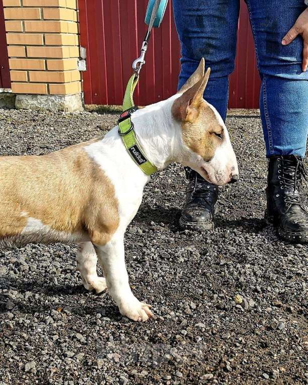 Собаки в Москве: Щенки миниатюрного бультерьера Мальчик, Бесплатно - фото 5
