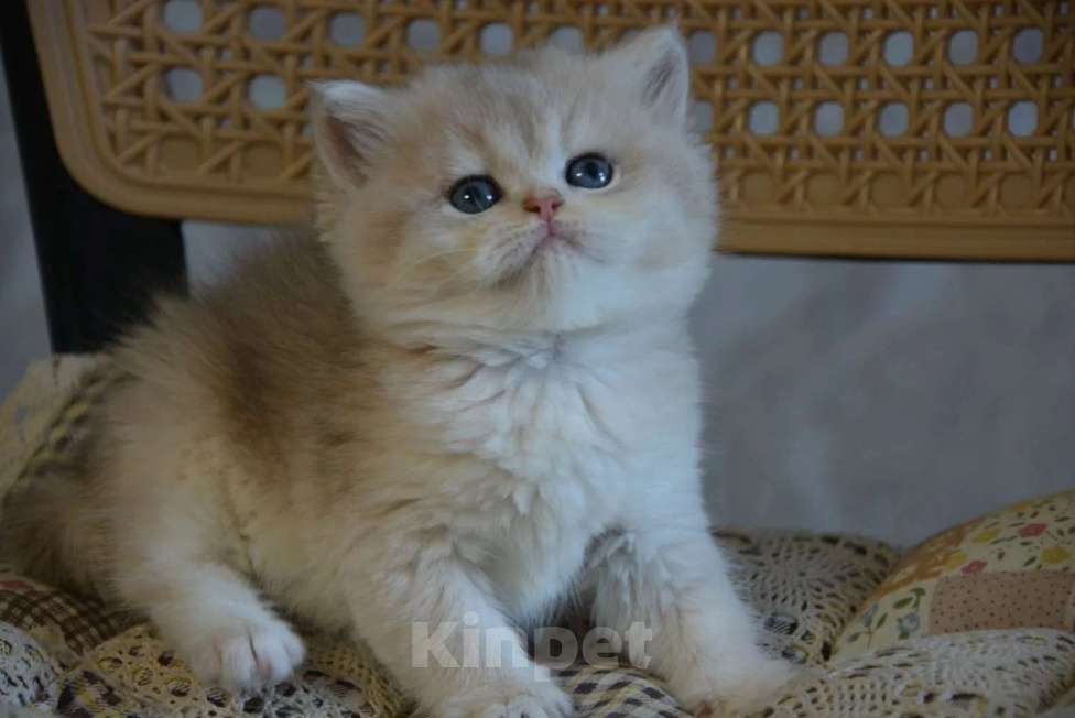 Кошки в Сочи: Котята Девочка, Бесплатно - фото 5