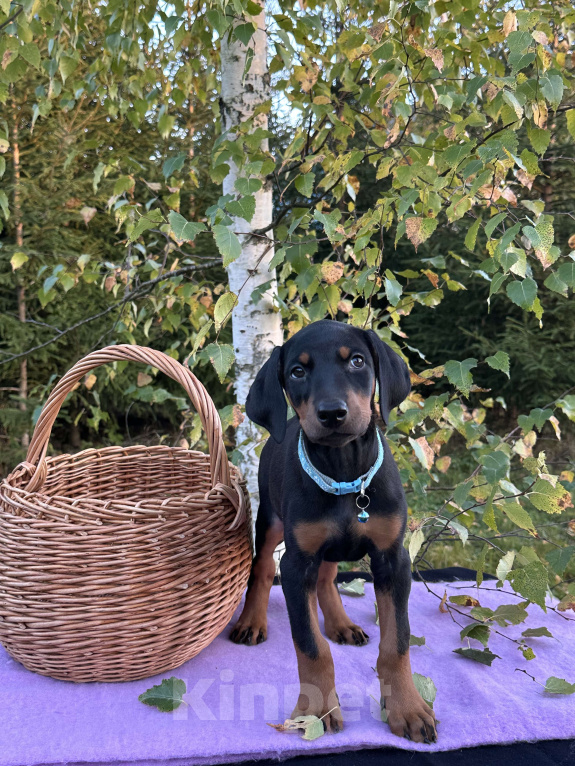 Собаки в Санкт-Петербурге: Щенок Добермана  Девочка, 35 000 руб. - фото 6