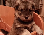 Собаки в Перми: В добрые руки Девочка, Бесплатно - фото 1