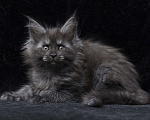 Кошки в Видном: Девочка мейн-кун черный дым Девочка, 95 000 руб. - фото 2