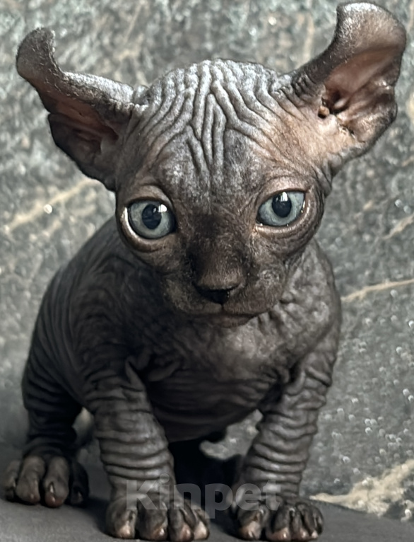 Кошки в Ростове-на-Дону: Эльф котята Девочка, 20 000 руб. - фото 2
