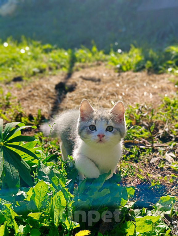 Кошки в Прокопьевске: Продам шотландских породистых котят Разнополые, 5 000 руб. - фото 5