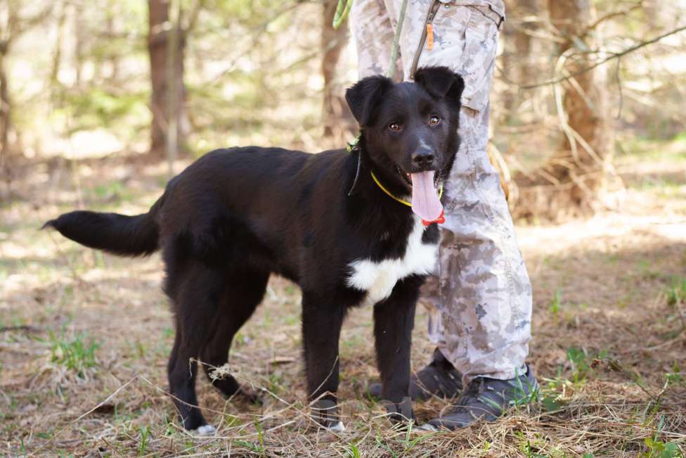 Собаки в Москве: Щенок в добрые руки Мальчик, Бесплатно - фото 10