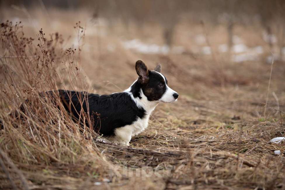 Собаки в других городах Ленинградской области: Шикарный щенок вельш корги кардиган из питомника  Мальчик, 70 000 руб. - фото 4