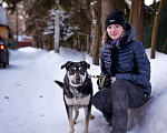 Собаки в Солнечногорске: Бывшедомашняя девочка в поисках новой семьи Девочка, Бесплатно - фото 3