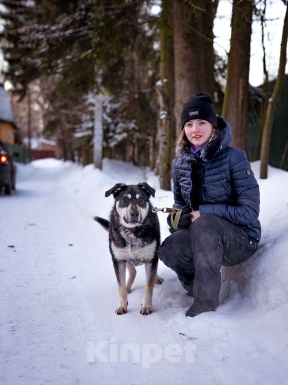 Собаки в Солнечногорске: Бывшедомашняя девочка в поисках новой семьи Девочка, Бесплатно - фото 3
