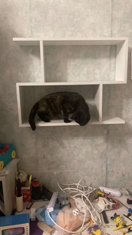 Кошки в Санкт-Петербурге: Две девочки сестрички кошечки Девочка, Бесплатно - фото 4