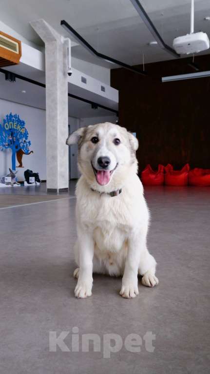 Собаки в Подольске: Очаровательный песик Каспий в добрые руки Мальчик, Бесплатно - фото 3