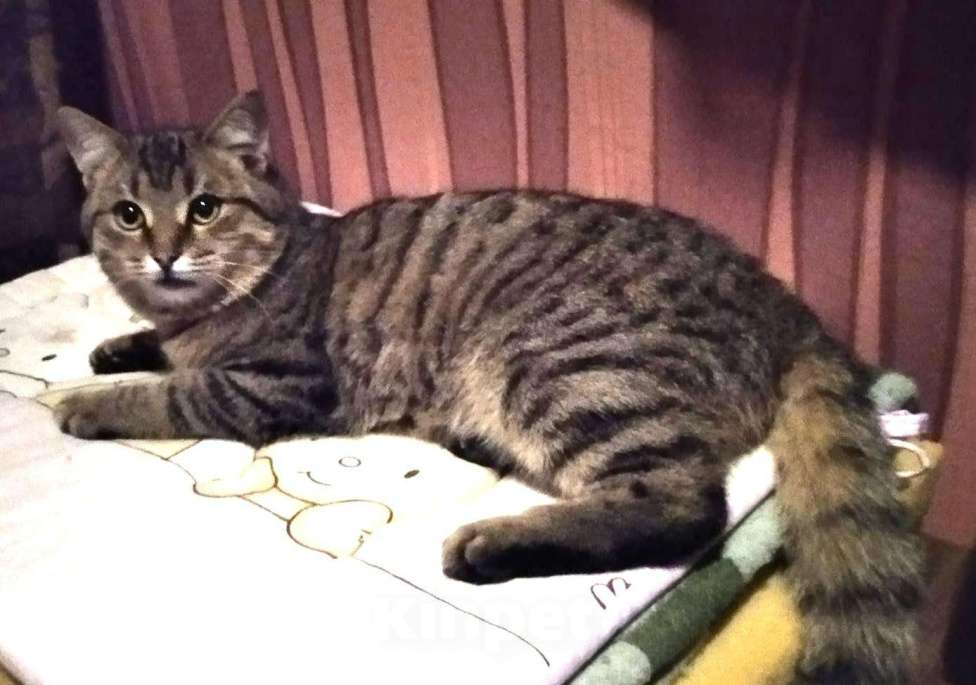 Кошки в Сертолово: Молодой кастрированный котик около года, Бесплатно - фото 1