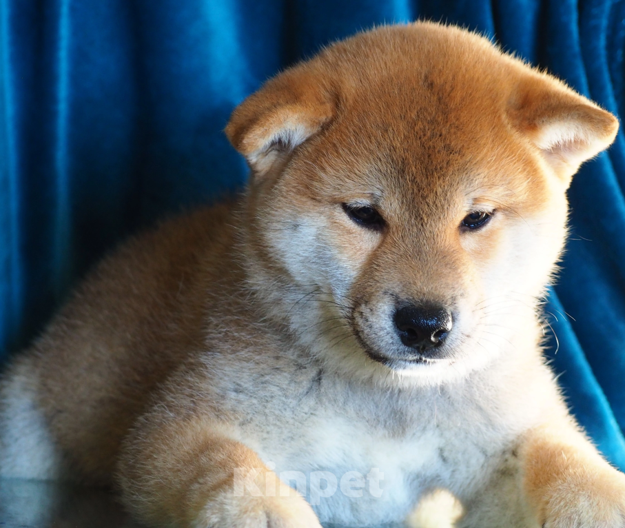 Собаки в Москве: Мальчик сиба  Мальчик, 60 000 руб. - фото 2