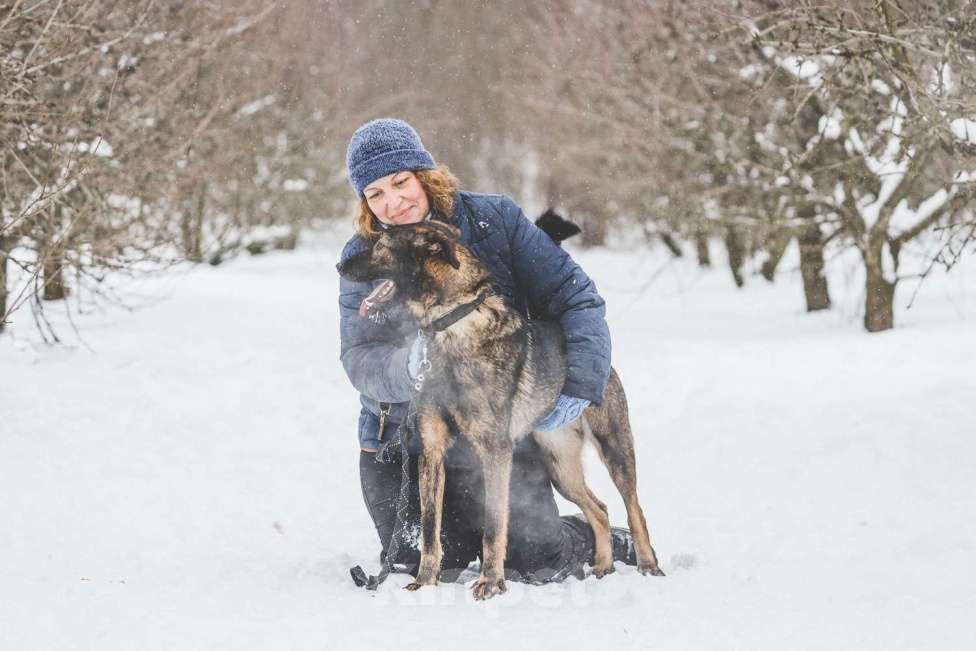 Собаки в Москве: Бакс Мальчик, Бесплатно - фото 4