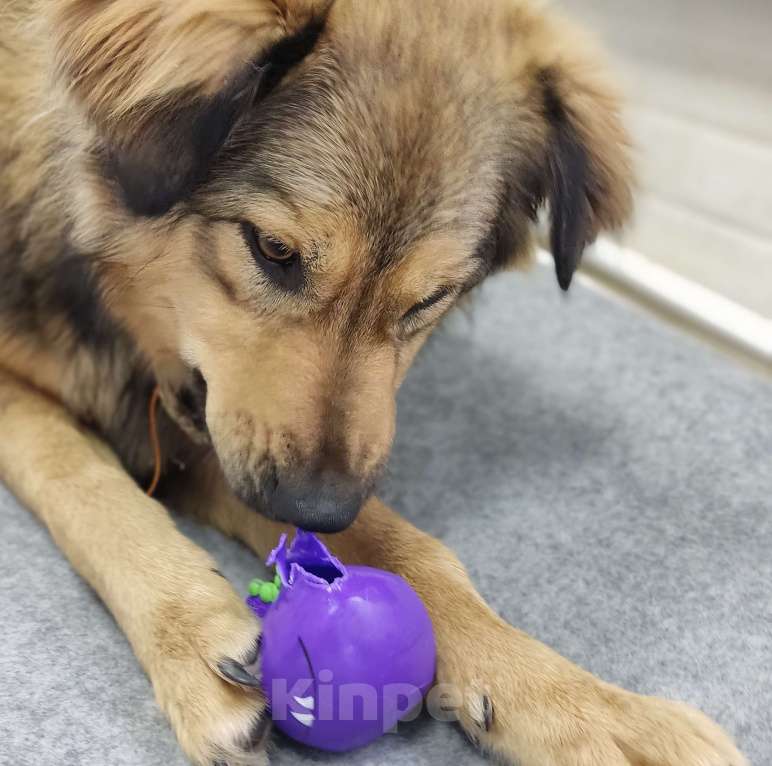 Собаки в Москве: Гретта Девочка, Бесплатно - фото 2