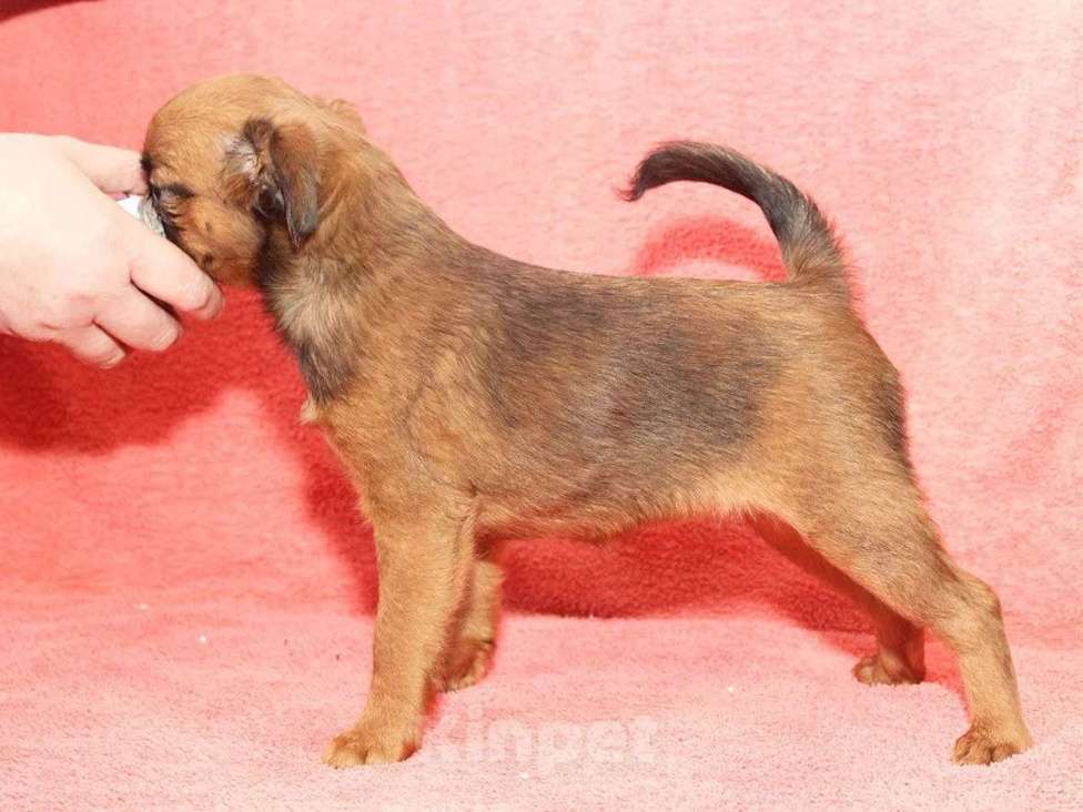Собаки в Санкт-Петербурге: Маленькая прелесть Девочка, 80 000 руб. - фото 9