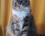 Кошки в Санкт-Петербурге: Кот Мальчик, Бесплатно - фото 1