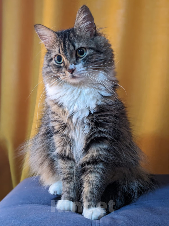 Кошки в Санкт-Петербурге: Кот Мальчик, Бесплатно - фото 1