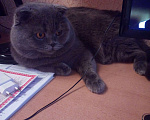 Кошки в Химках: Вязка c шотландским котом Мальчик, 3 000 руб. - фото 1