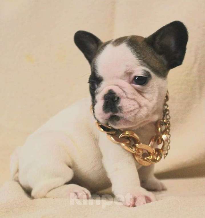 Собаки в Москве: Щенок француз Мальчик, 130 000 руб. - фото 5