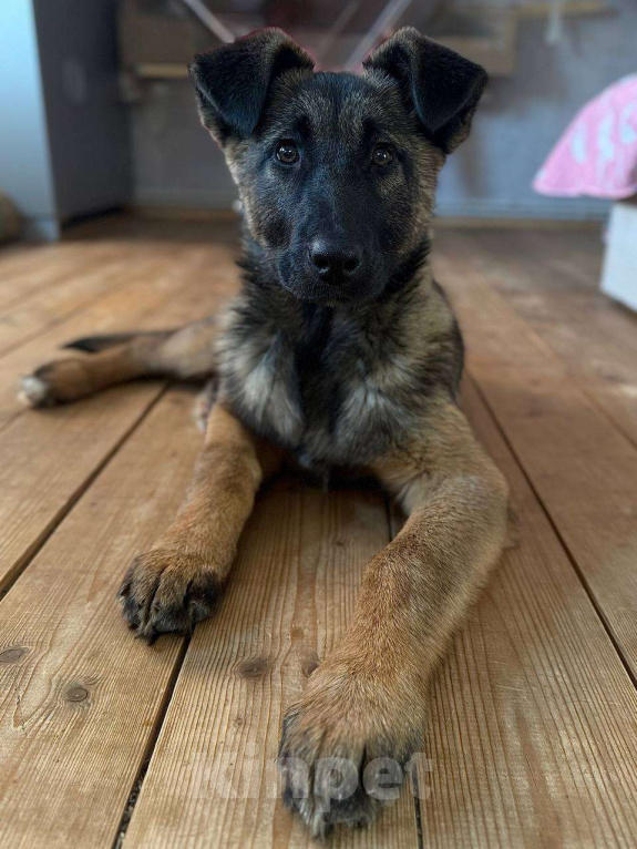 Собаки в Москве: Бельгийская овчарка,щенок в добрые руки  Девочка, Бесплатно - фото 1