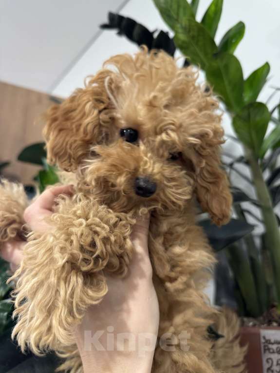 Собаки в Краснодаре: Той-пудель Разнополые, Бесплатно - фото 1