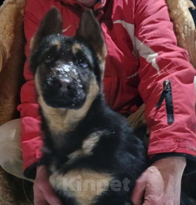 Собаки в Орле: Щенки с документами Девочка, 30 000 руб. - фото 1