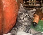 Кошки в Санкт-Петербурге: Котик мейн кун чёрный мраморный серебряный Мальчик, 35 000 руб. - фото 2