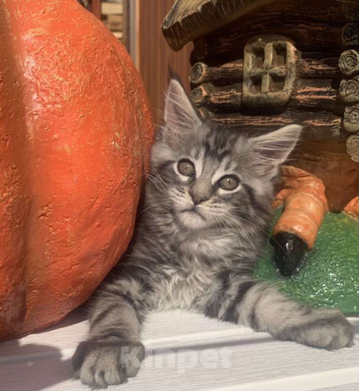 Кошки в Санкт-Петербурге: Котик мейн кун чёрный мраморный серебряный Мальчик, 35 000 руб. - фото 2
