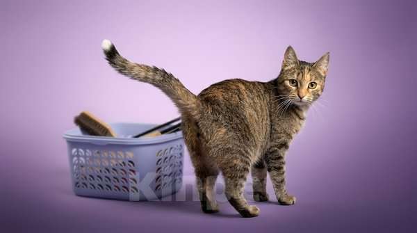 Кошки в Санкт-Петербурге: Очень ласковая молодая кошечка Девочка, Бесплатно - фото 2