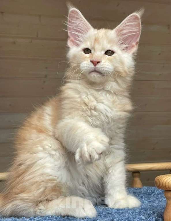 Кошки в Санкт-Петербурге: Котята мейн кун Мальчик, 45 000 руб. - фото 1