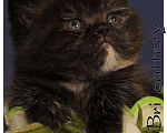 Кошки в Сургуте: Британские короткошерстные котята классических окрасов Девочка, Бесплатно - фото 4