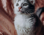 Кошки в Москве: Котята Симба и Пуфик ищут дом! Мальчик, Бесплатно - фото 7