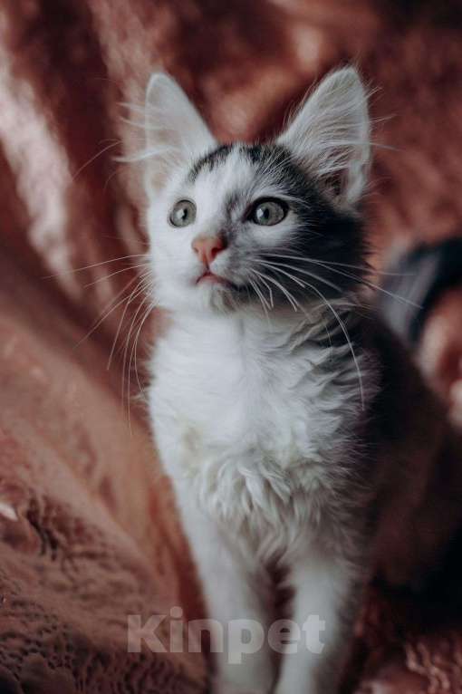 Кошки в Москве: Котята Симба и Пуфик ищут дом! Мальчик, Бесплатно - фото 7